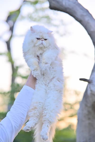 piki male cat only on mating service available not for salle
