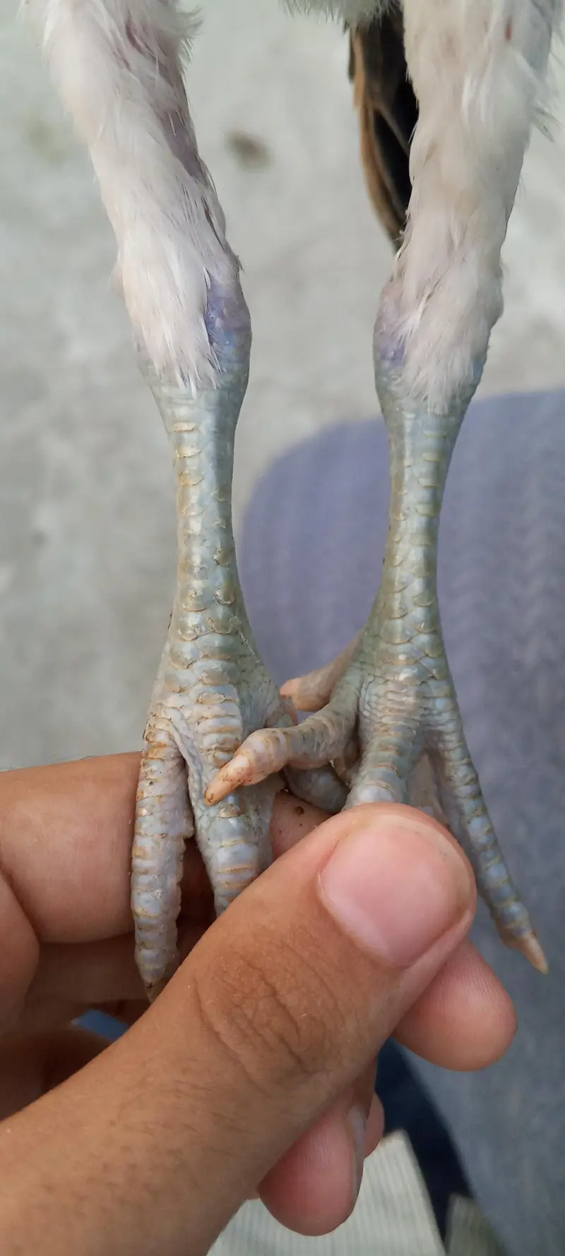 aseel murgha/lakha murgha/aseel chicks/aseel chuze/Thai chicks — photo 7