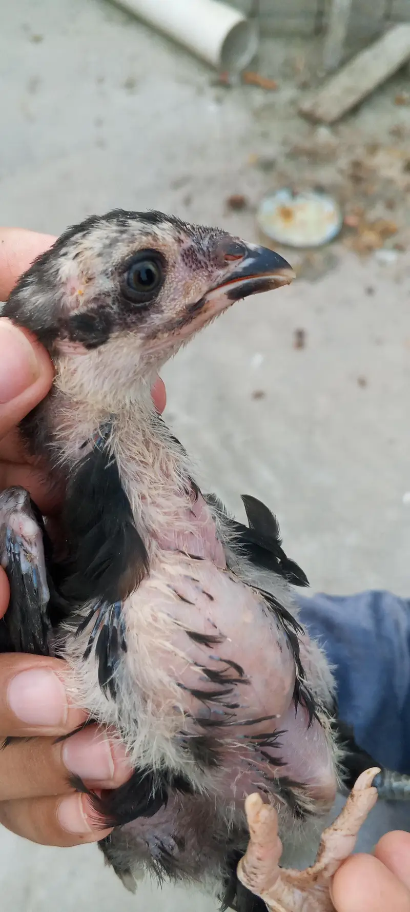 aseel murgha/lakha murgha/aseel chicks/aseel chuze/Thai chicks — photo 8