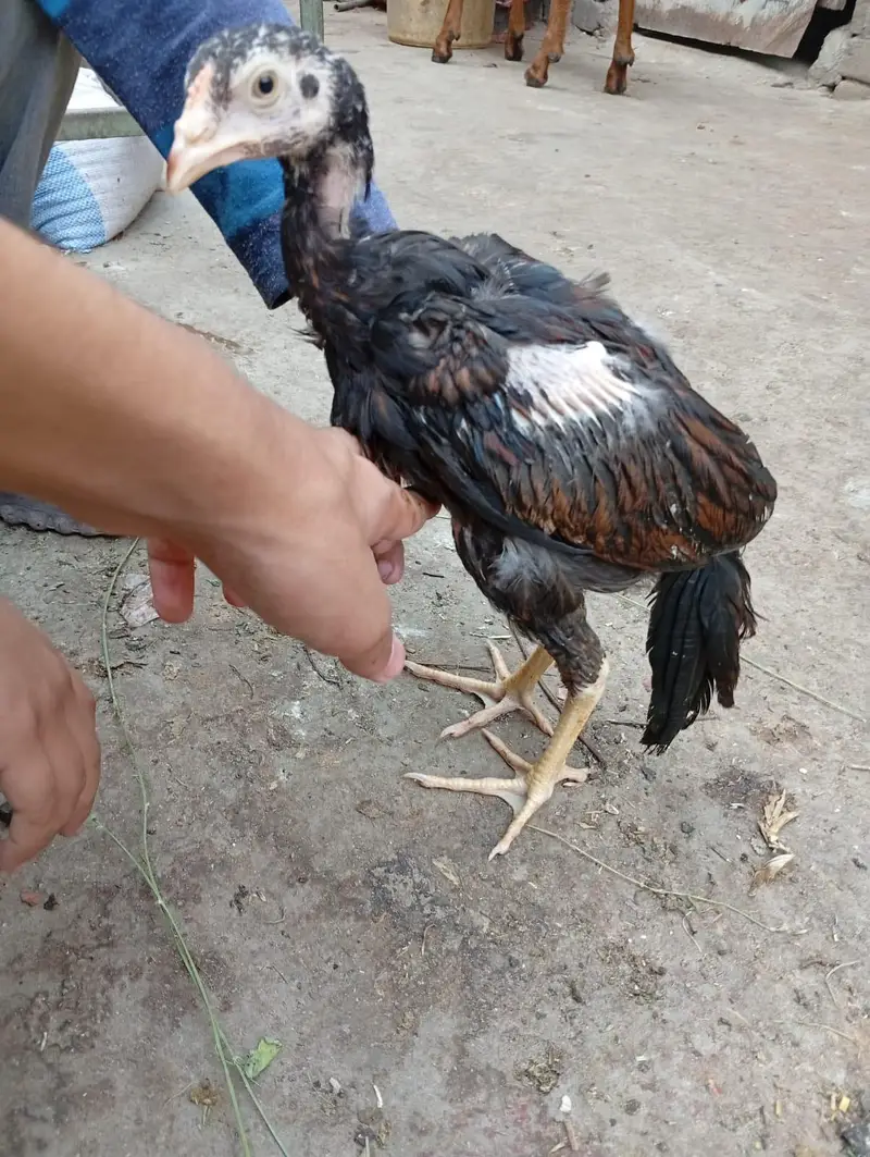 aseel murgha/lakha murgha/aseel chicks/aseel chuze/Thai chicks — photo 11