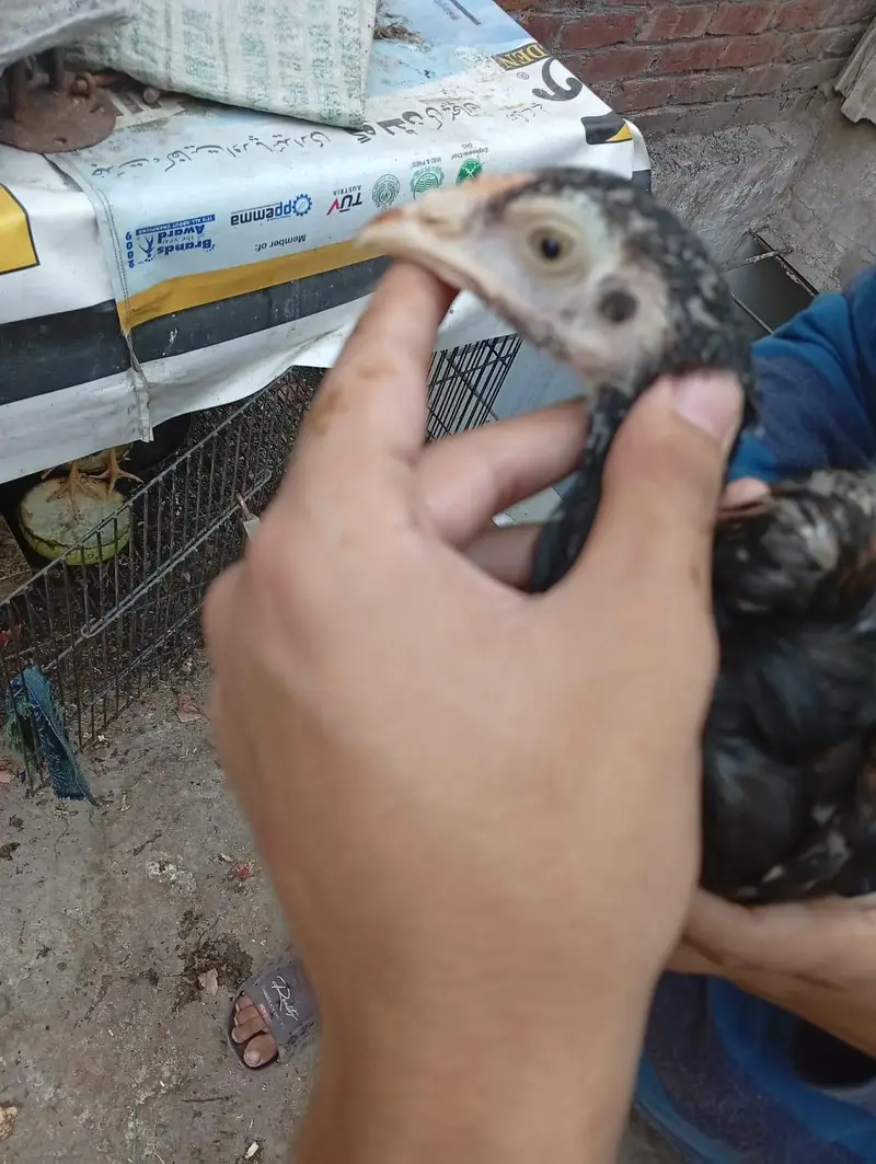 aseel murgha/lakha murgha/aseel chicks/aseel chuze/Thai chicks — photo 12