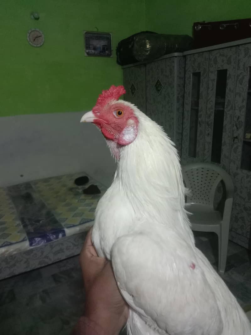 aseel 3