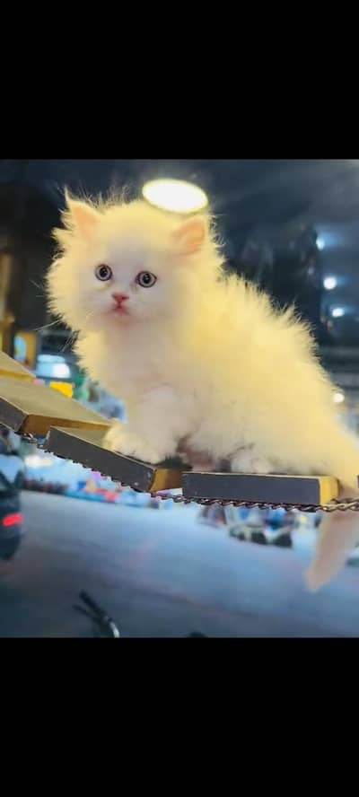 persian cat for sale MywatsapppNumber 0320-19-06-573