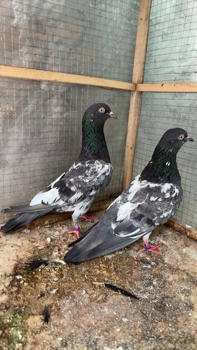 Pure teddy pair