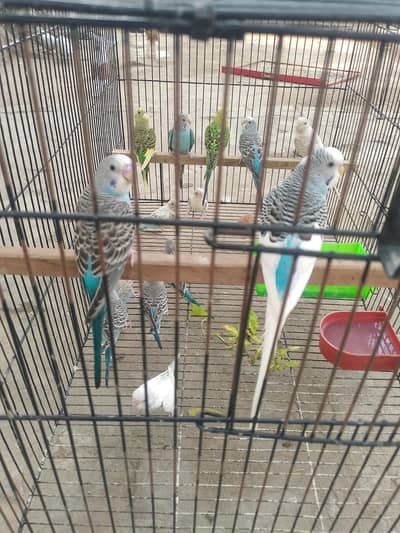 Lovebirds and Australian parrot