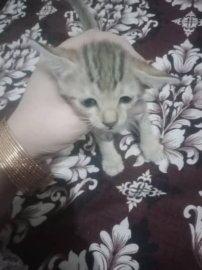 cute kittens