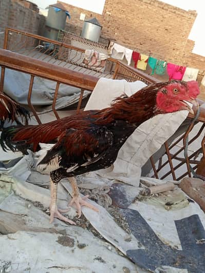 5x aseel for sale