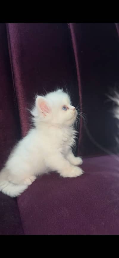 Persian cats triple coated for sell