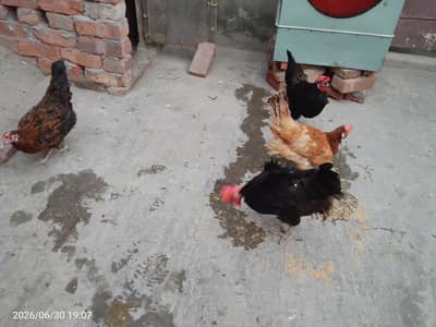 Egg laying hens home grown