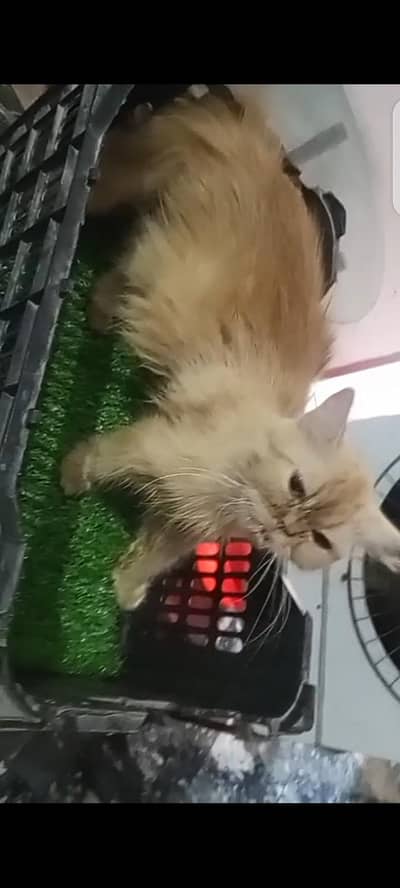 persian punch face female