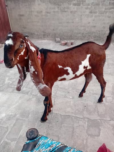 pure nagra betal