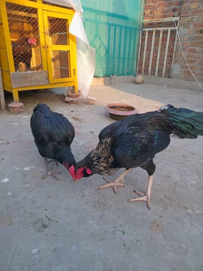 Mushka aseel num 03217665090