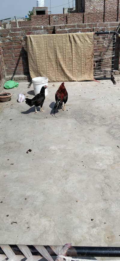jecobin lakay  khubray sub For sell hai sasty