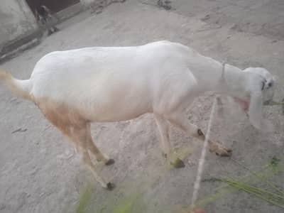 cross breed like tedy color white