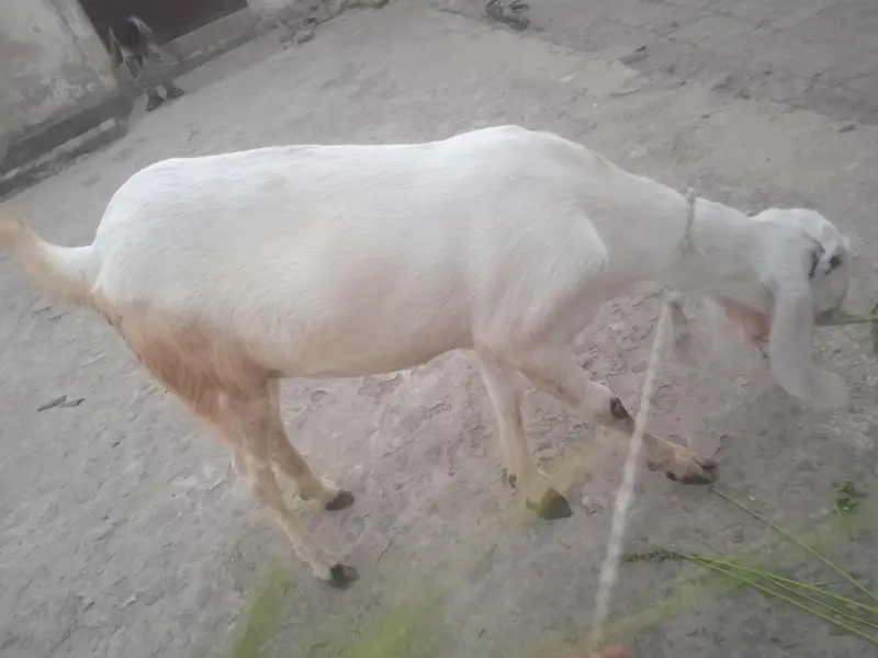 cross breed like tedy color white