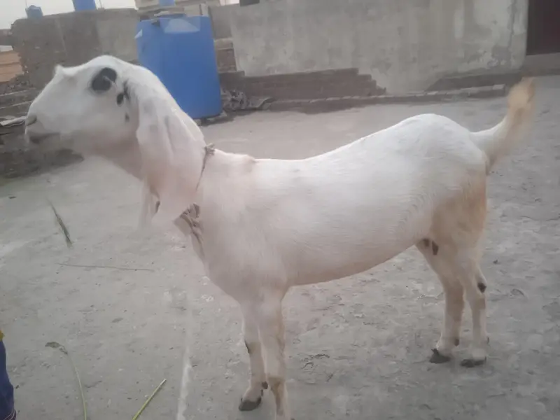 cross breed like tedy color white — photo 2