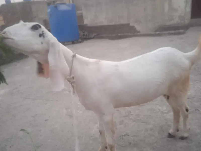 cross breed like tedy color white — photo 3