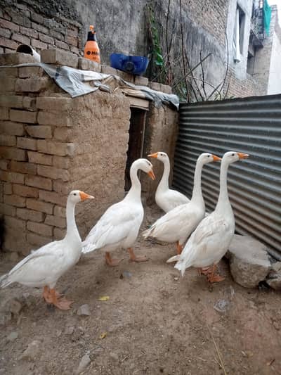 Long Neck Duck For Sale