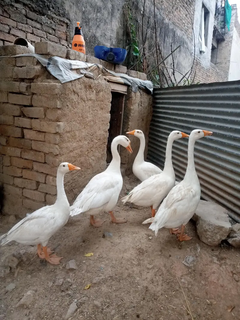 Long Neck Duck For Sale