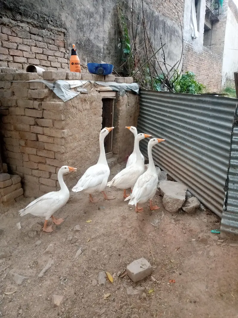 Long Neck Duck For Sale — photo 2