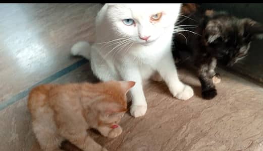 Beautiful Female Cat and 2 Kittens