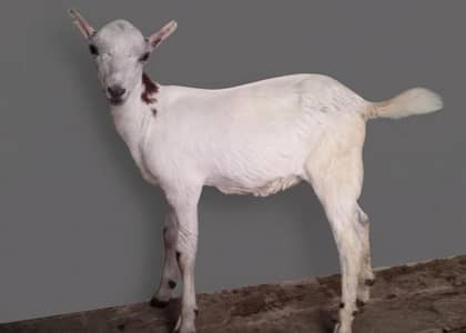 Tedda gulabi skin Rate fnl hy