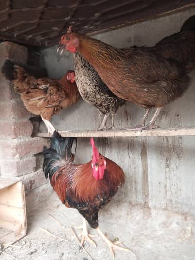  Healthy Desi Hens for Sale