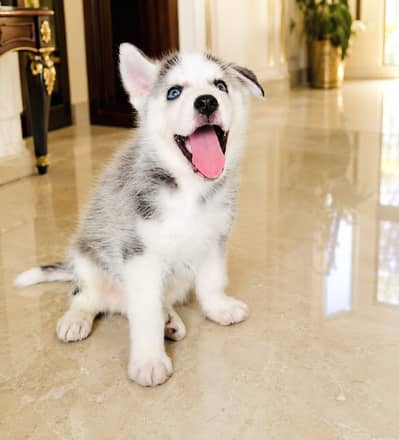 Pedigreed Siberian Husky Male Pup