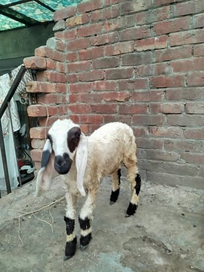 female sheep baby age two month