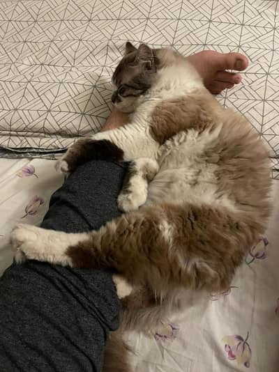 Birman Male Cat - for sale