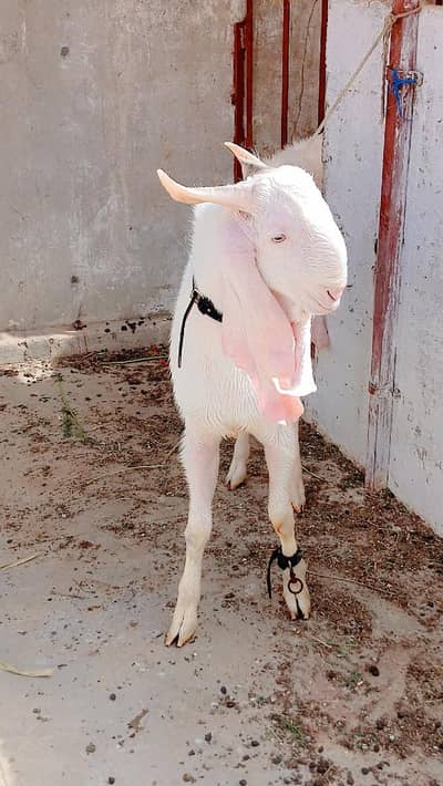 Gulabi Breeder
