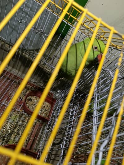 Ringneck Female Parrot For Sale