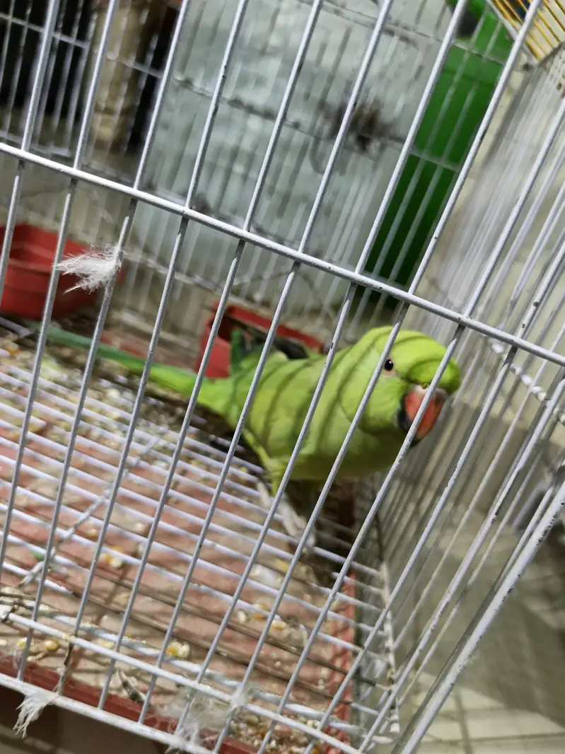 Ringneck Female Parrot For Sale — photo 2