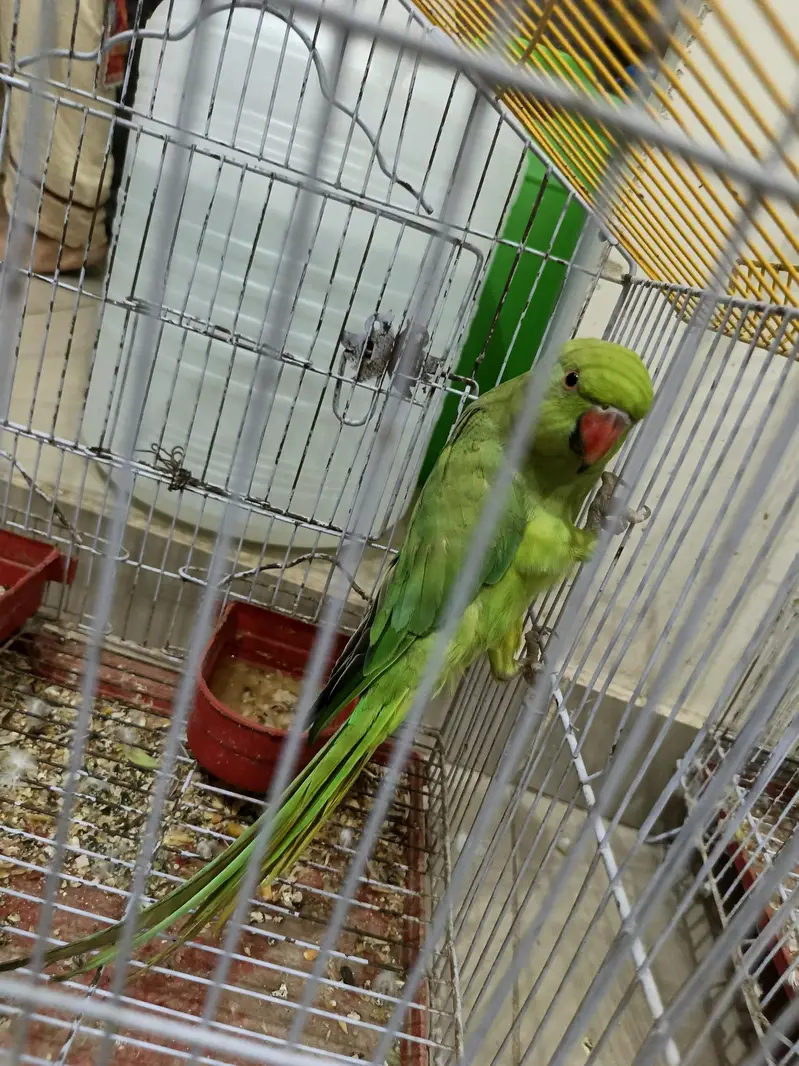 Ringneck Female Parrot For Sale — photo 3
