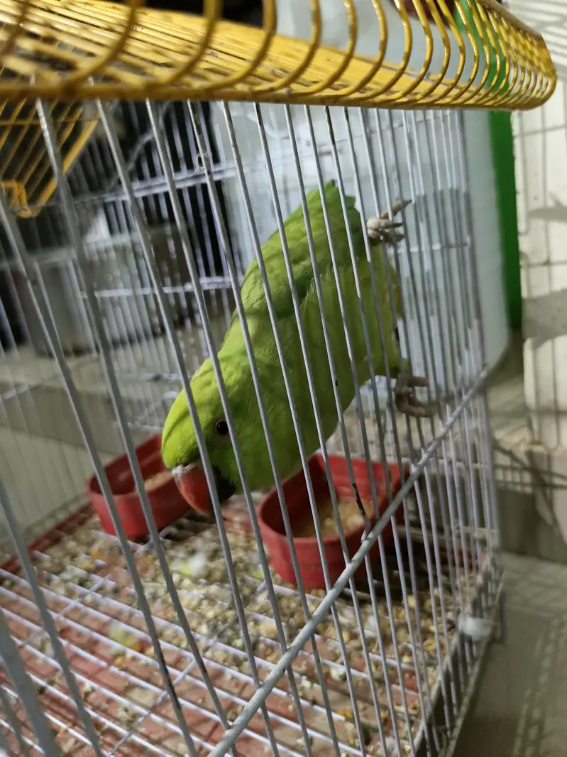 Ringneck Female Parrot For Sale — photo 4