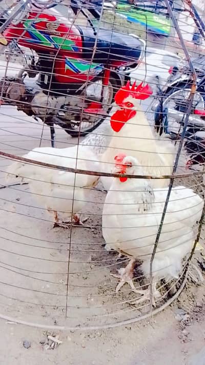 1 male 2female for sale jalal pur jattan