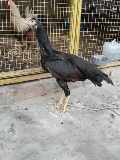 Pure Aseel Hen