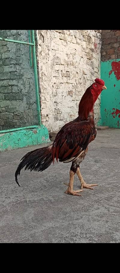 Lakha Topla Aseel Murgha
