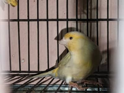 Canary singing Bird location Sialkot