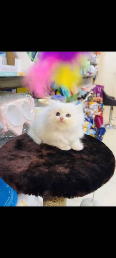persian cat for sale MywatsapppNumber 0320-19-06-573