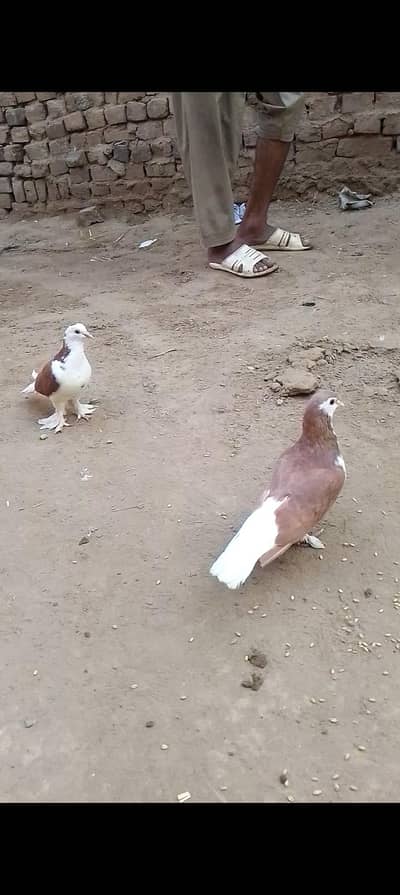 pure breeder