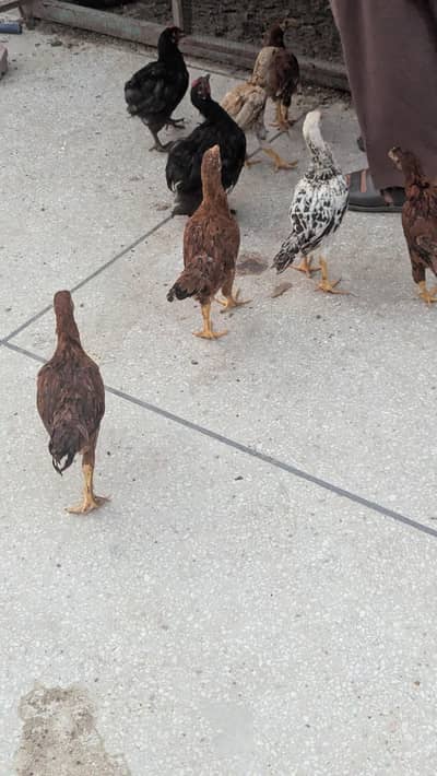 Aseel x Brahma cross chicks