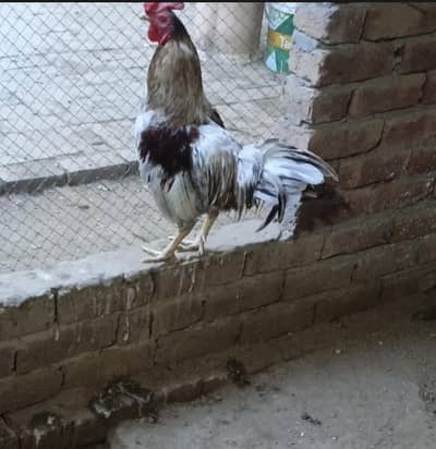 beautiful male nice colur