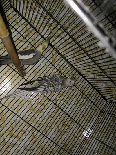 breeder pair exchange possible Kisi b chiez KY Sath  box cage Sath