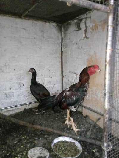 aseel hen for sale