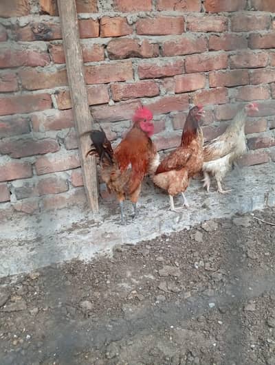 FULL ACTIVE HEN FOR SALE