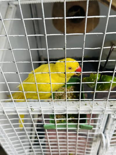 Yellow Ringneck Parrots for Sale