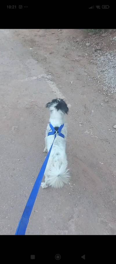 looking for female dog