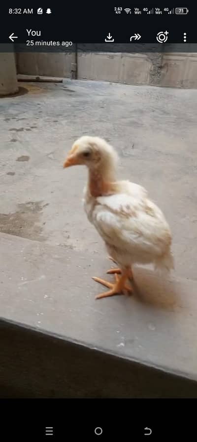 Desi and boiler chick