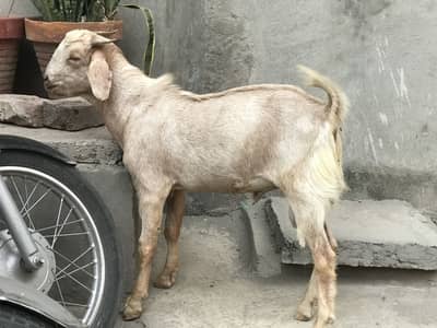 Tapra bakra